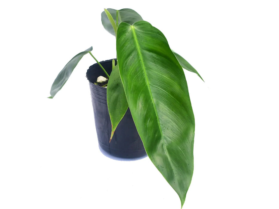 Philodendron esmeraldense x Phi. patriciae (S)