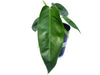 Philodendron esmeraldense x Philodendron patriciae