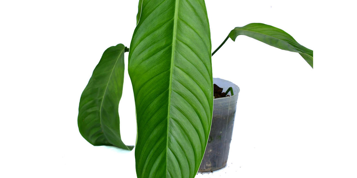 philodendron fibrillosum Philodendron fibrillosum