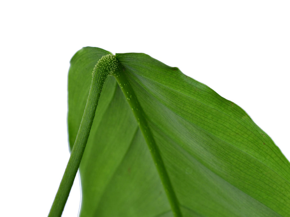 philodendron fibrosum type Philodendron fibrillosum - Textured Climbing Aroid