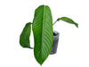 Philodendron fibrillosum