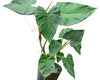Philodendron fibrosum cf