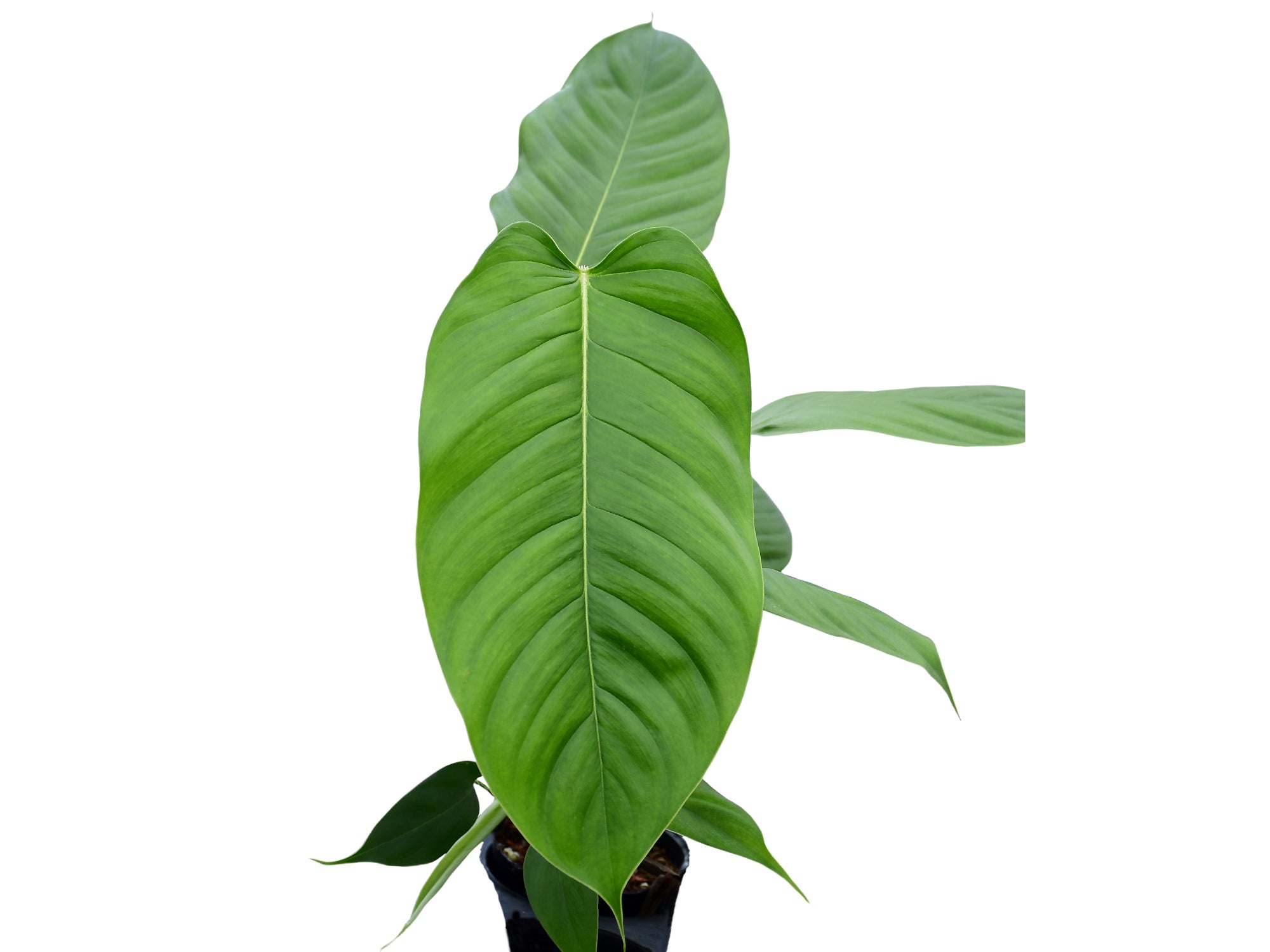 philodendron juane Philodendron genevieveanum