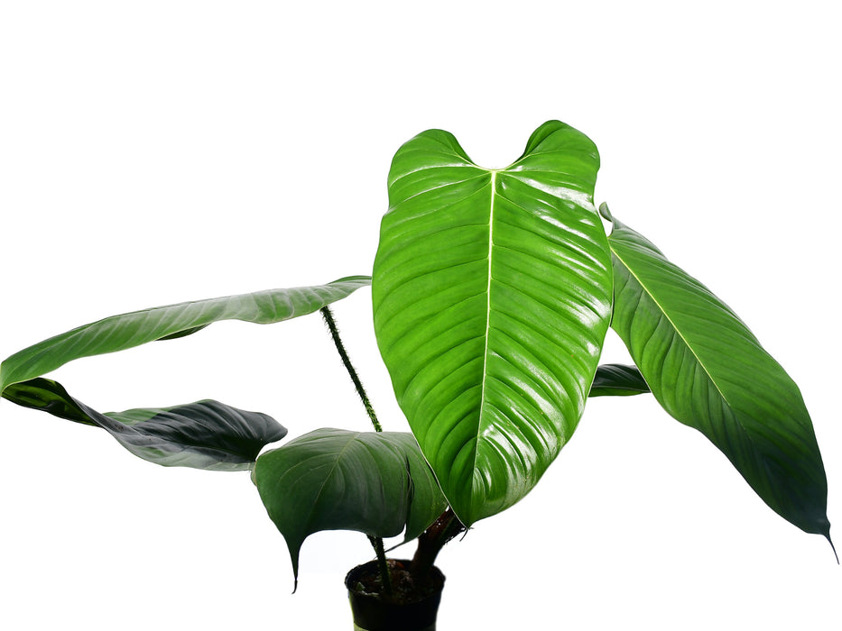philodendron aderacum Philodendron genevieveanum — Ecuagenera USA Corp