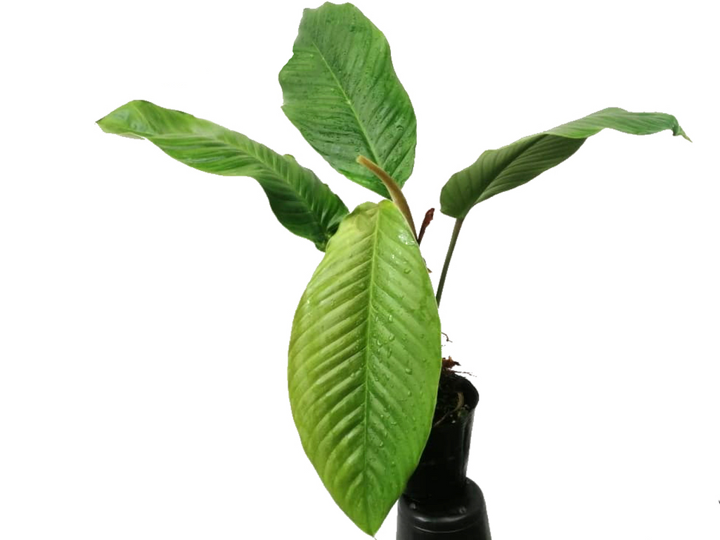 Philodendron geniculatum — Ecuagenera USA Corp