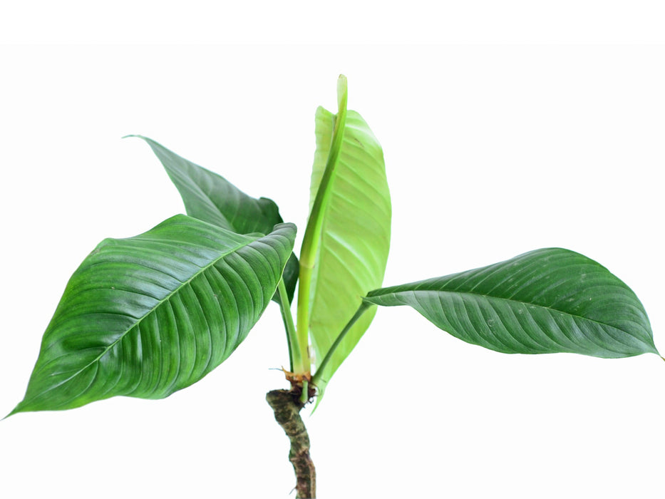 philodendron rugapetiolatum Philodendron geniculatum (seedling)