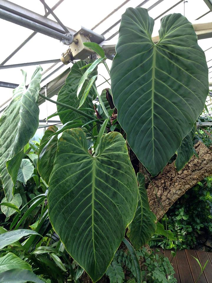 gigas philodendron Philodendron gigas