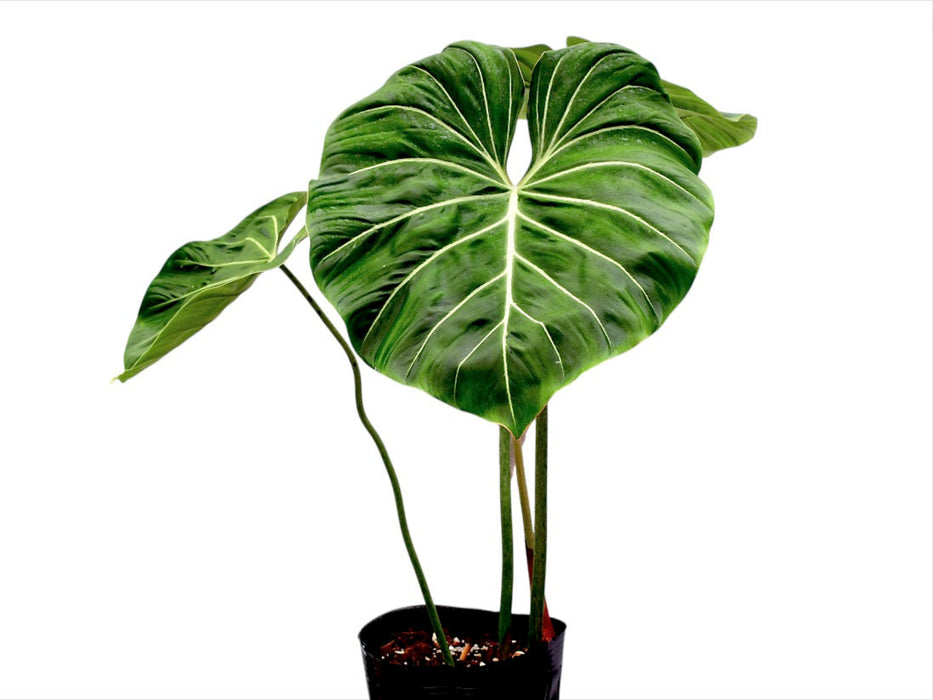 philodendron gloriosum stem Philodendron gloriosum