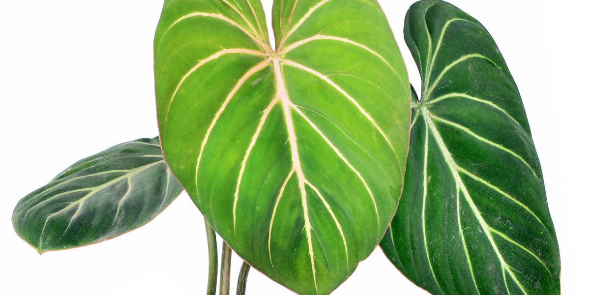 philodendron gloriosum silver Philodendron gloriosum