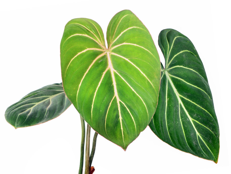 philodendron gloriosum x pastazanum Philodendron gloriosum