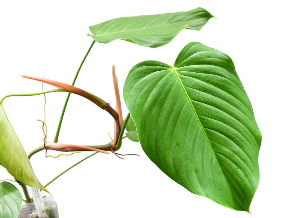 philodendron grandipes mature Philodendron grandipes — Ecuagenera USA Corp