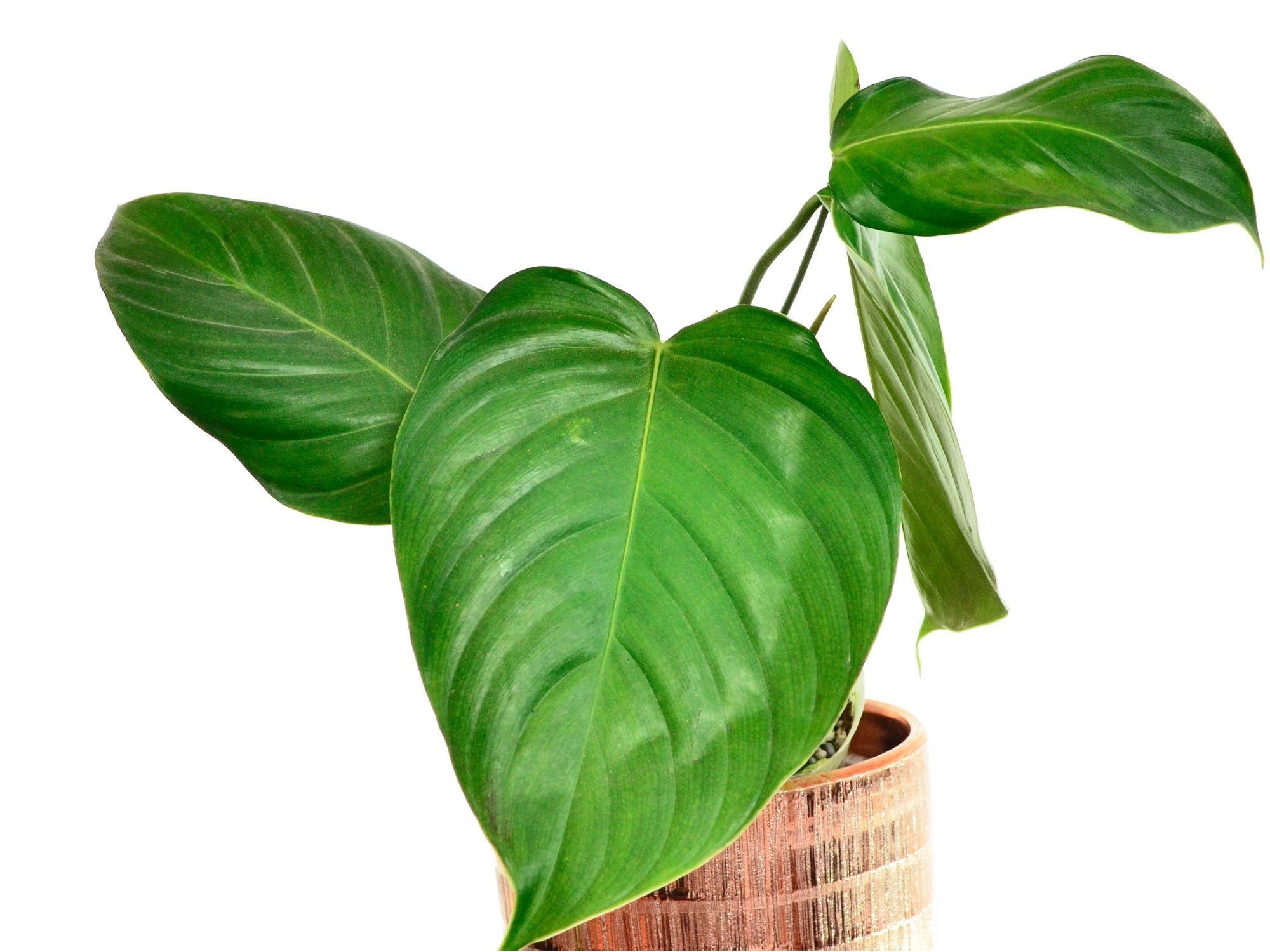 107 grandipes グランディペス　フィロデンドロン Philodendron grandipes — Ecuagenera USA Corp