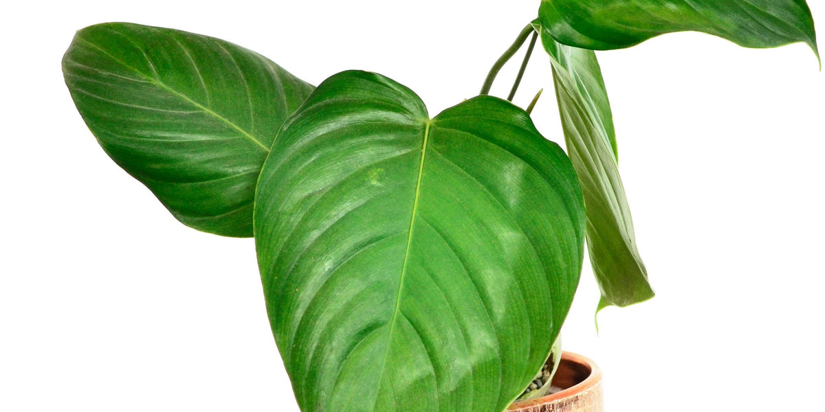 107 grandipes グランディペス　フィロデンドロン 種子] フィロデンドロン グランディペス Philodendron grandipes