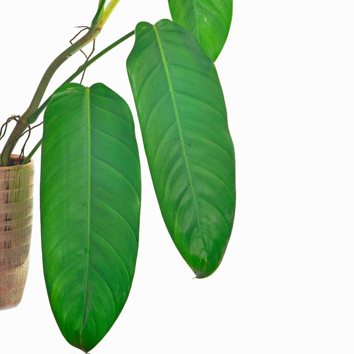 philodendron heleniae Philodendron heleniae subsp. heleniae