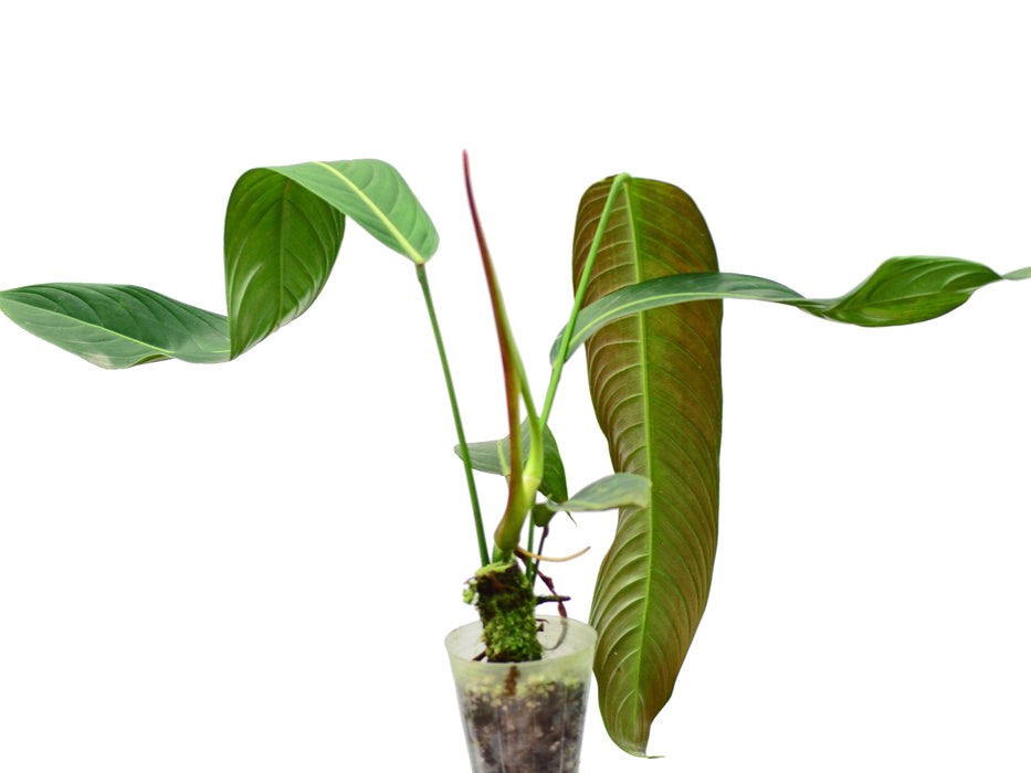 Philodendron heterocraspedon (Big)