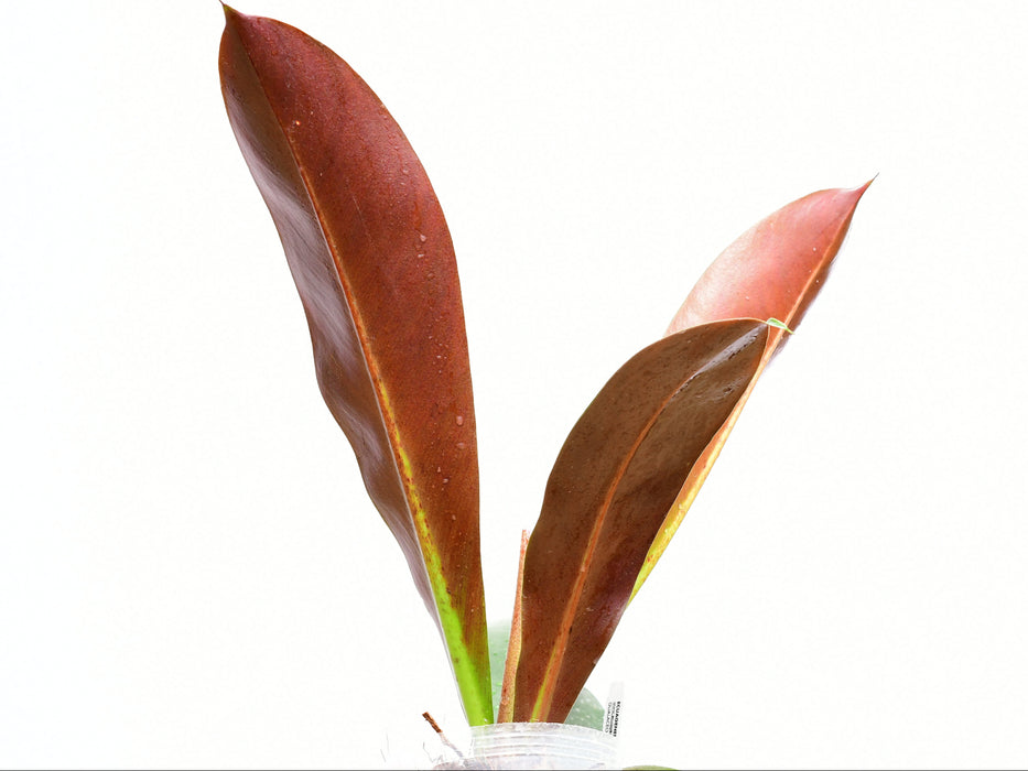 philodendron insigne purple Philodendron insigne purple (Big)