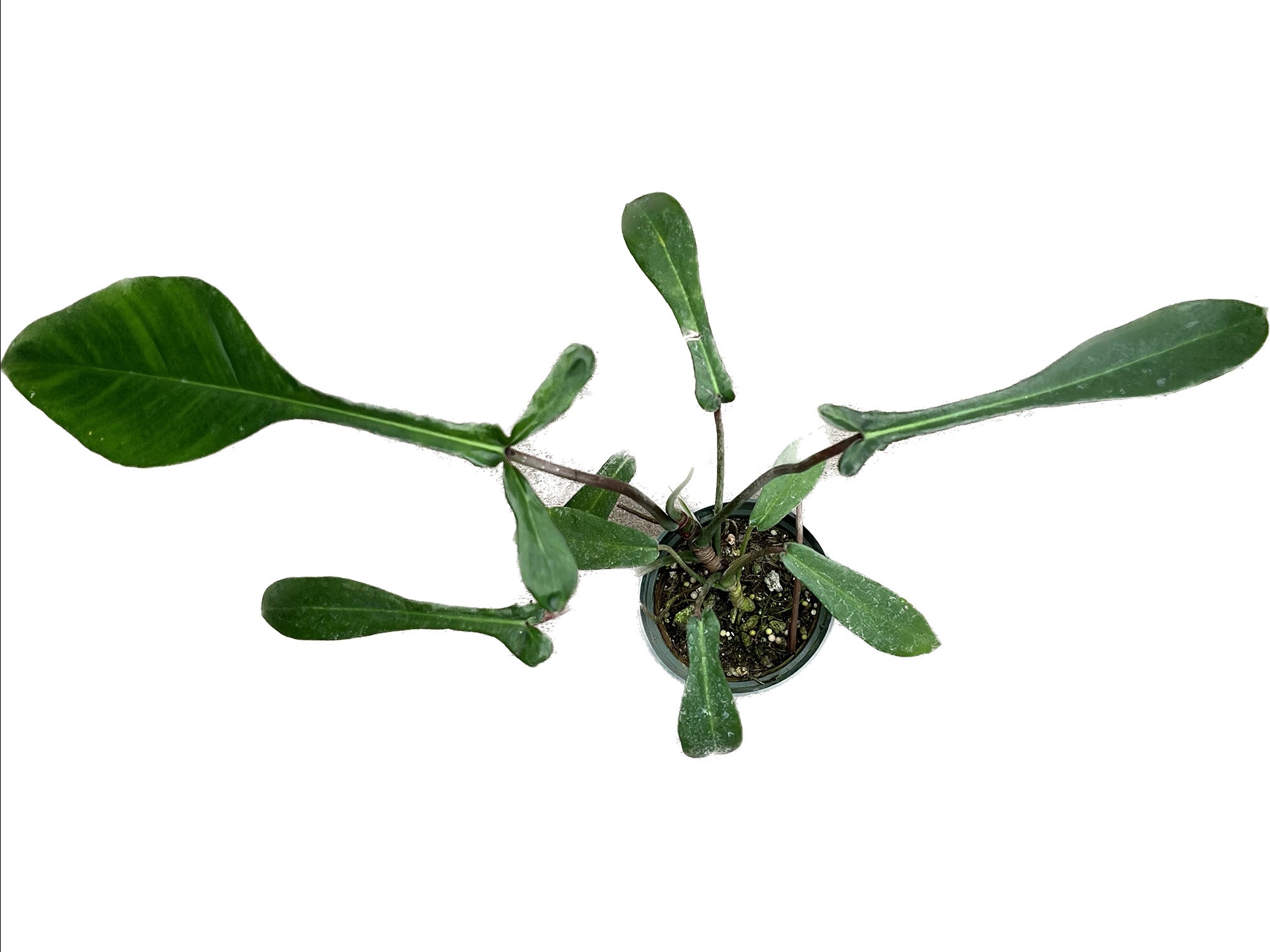 joepii philodendron Philodendron joepii (seedling) - Rare Tri-Lobed Aroid Seedling