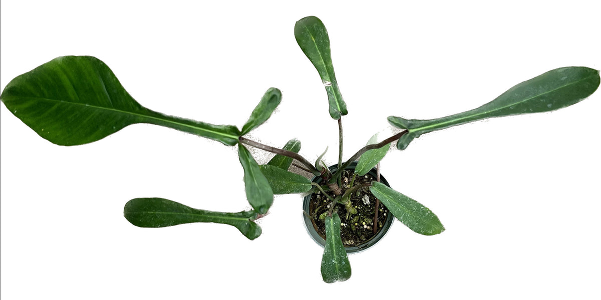 Philodendron joepii (seedling) - Rare Tri-Lobed Aroid Seedling