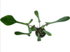 Philodendron x joepii (seedling)