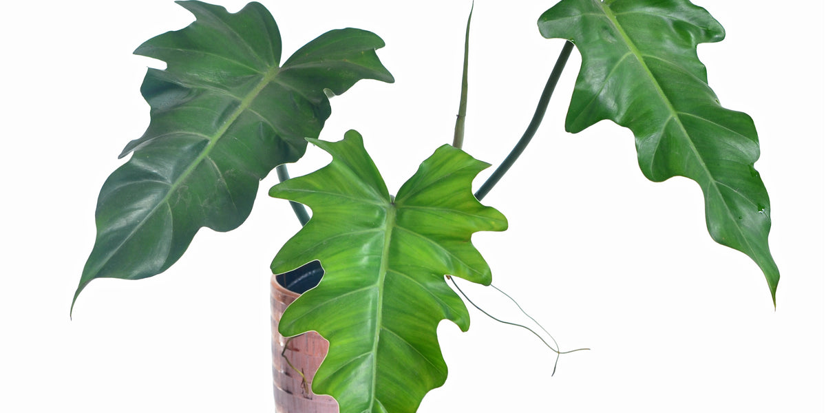 philodendron lacerum common name Philodendron lacerum aff