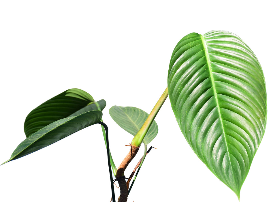 Philodendron lentii (Big)