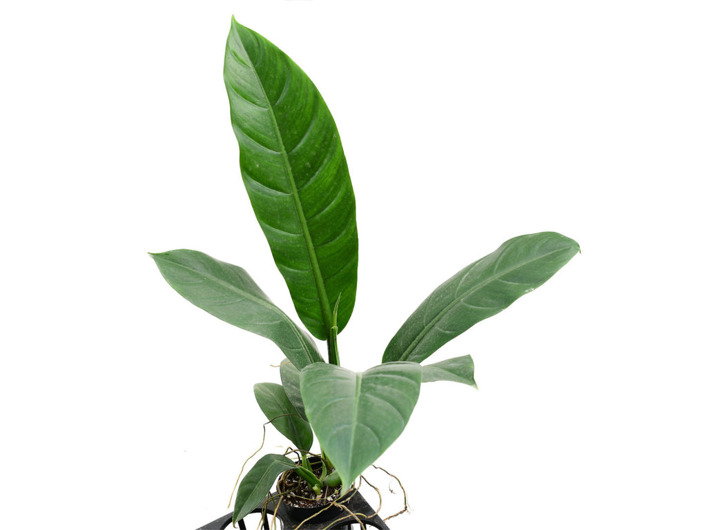philodendron linnaei purple Philodendron linnaei