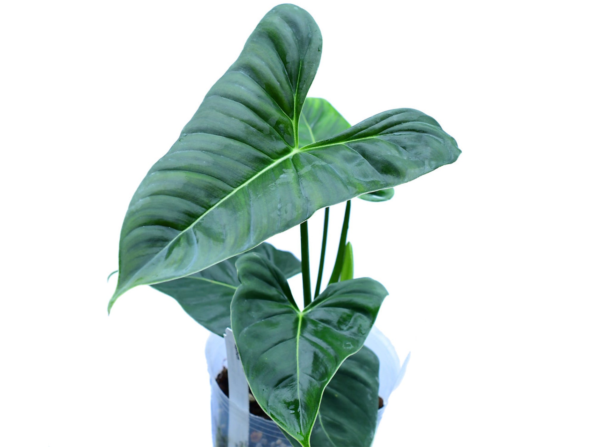 philodendron upi Philodendron lupinum