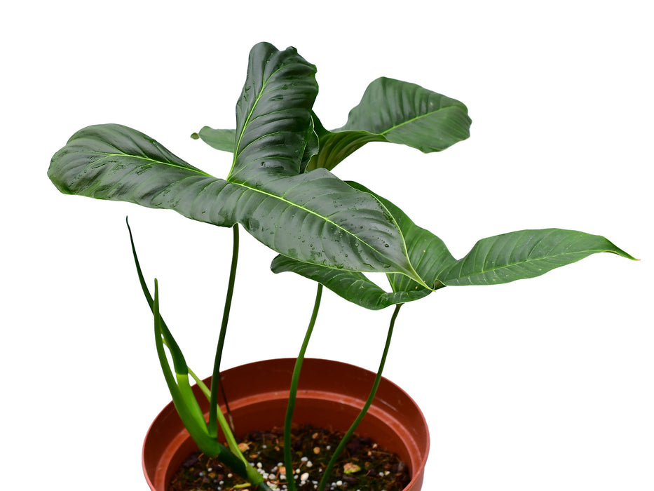 Philodendron lupinum