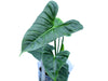 Philodendron lupinum (medium)