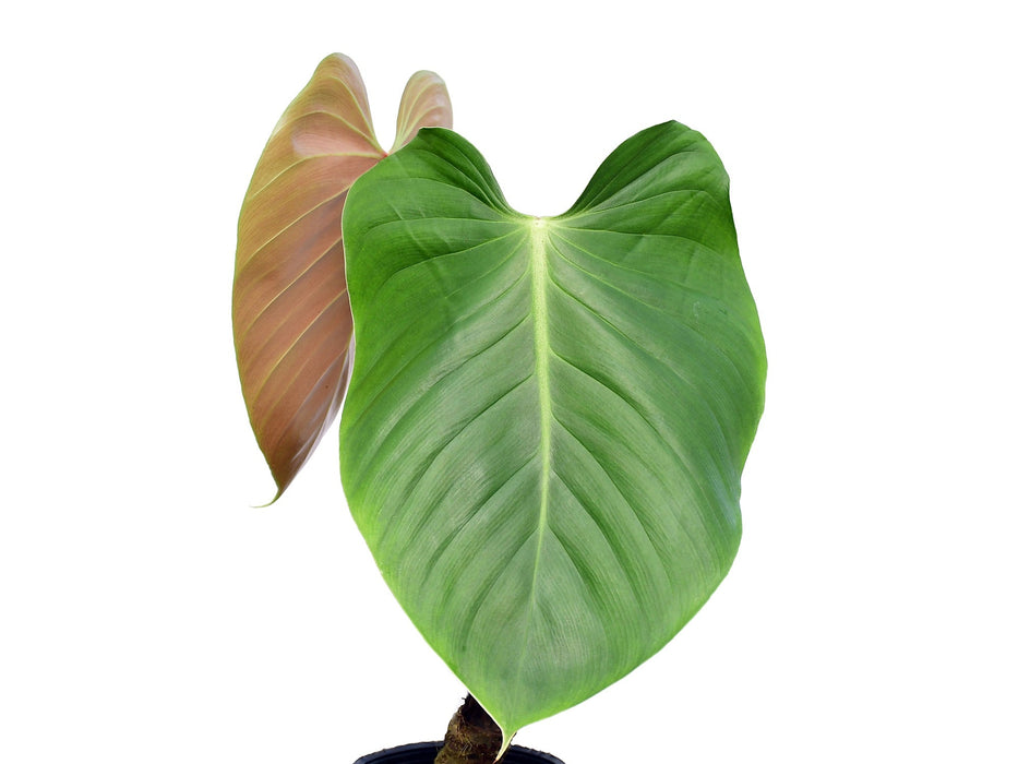 lehmannii philodendron Philodendron lynamii