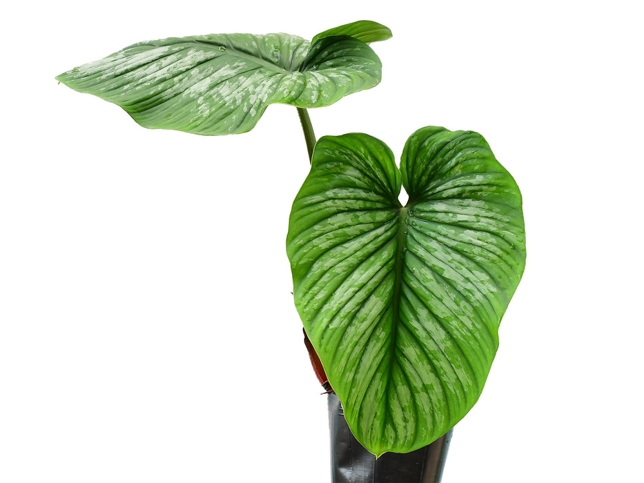 mamei silver cloud philodendron Philodendron mamei — Ecuagenera USA Corp