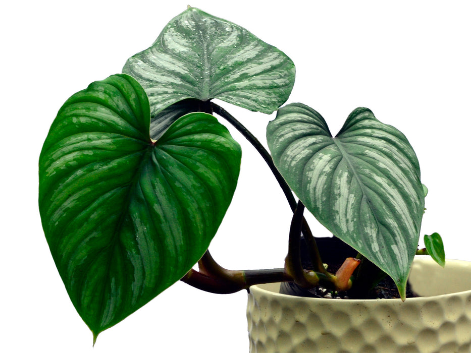 philodendron silver cloud mamei Philodendron mamei — Ecuagenera USA Corp