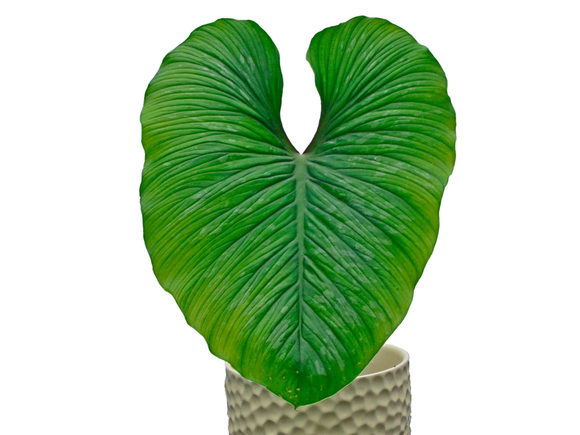Philodendron mamei — Ecuagenera USA Corp