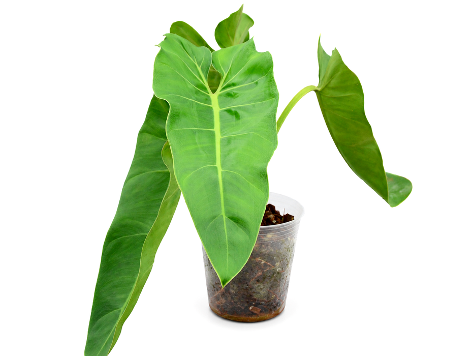 Philodendron maximum (Big)