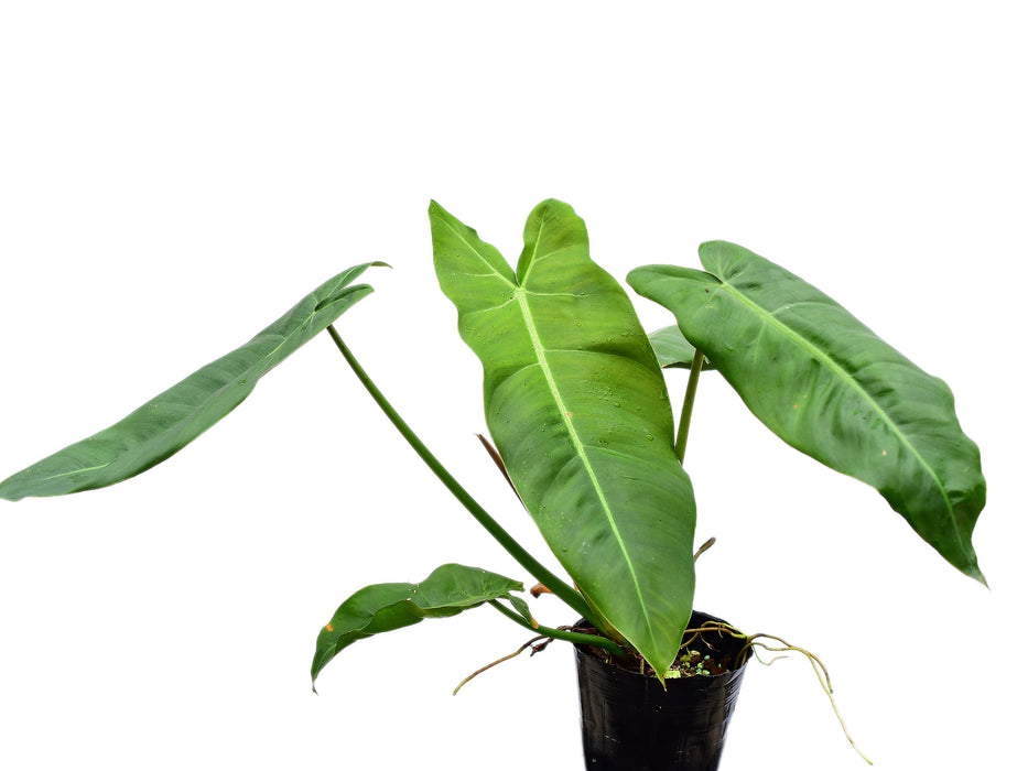 Philodendron maximum Ecuagenera (Big)