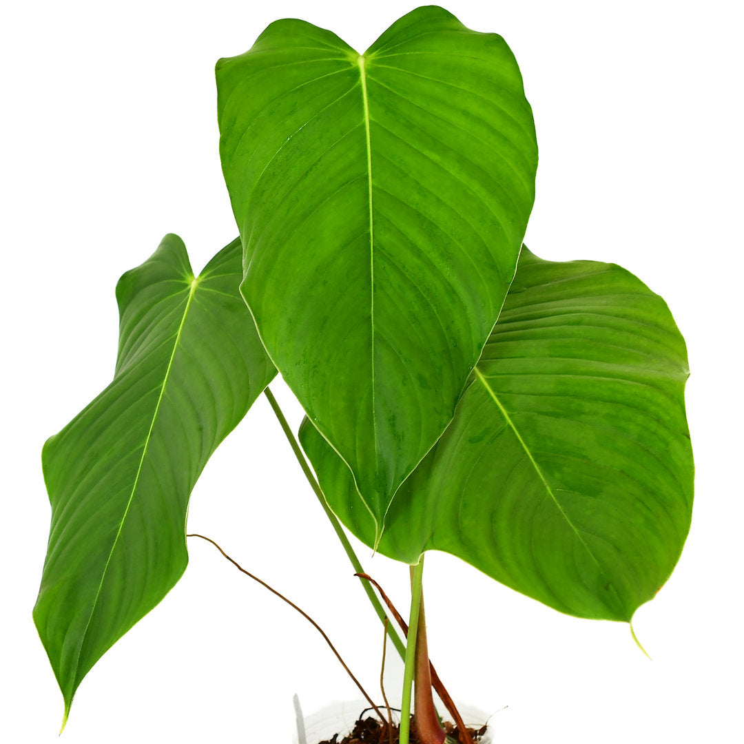 philodendron melanoneuron Philodendron melanoneuron