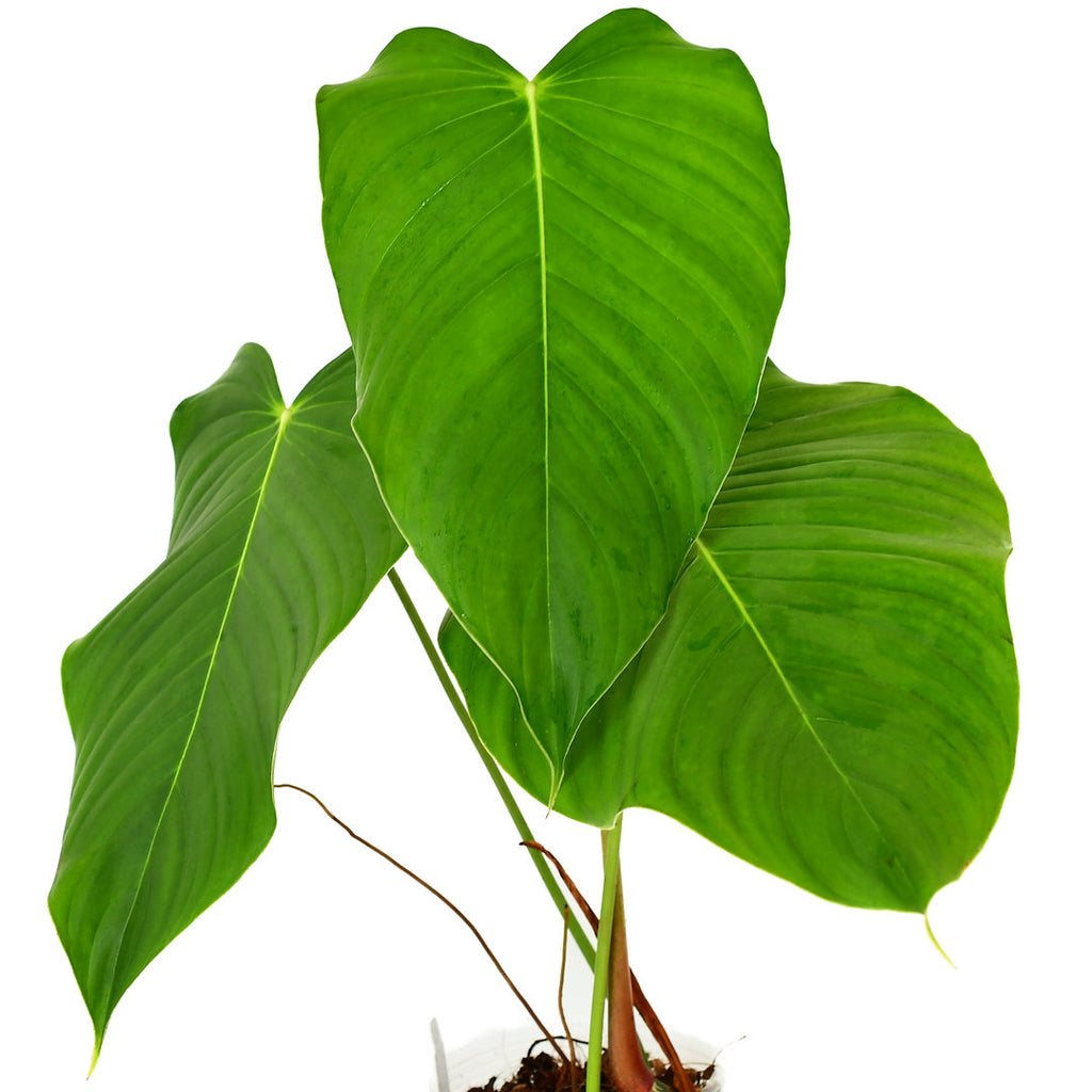 Philodendron melanoneuron