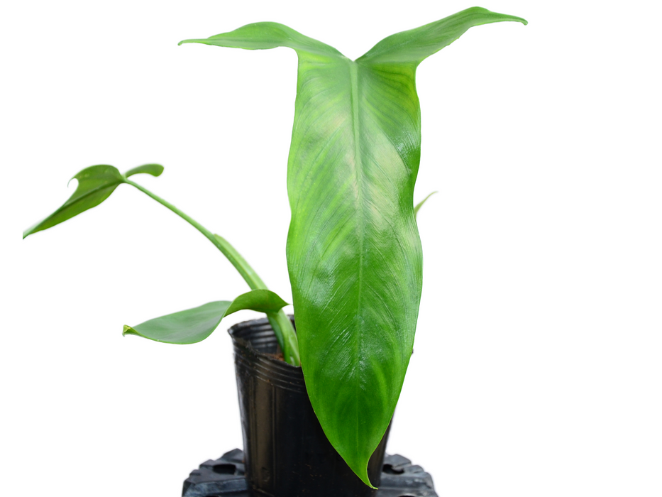 philodendron micranthum Philodendron micranthum