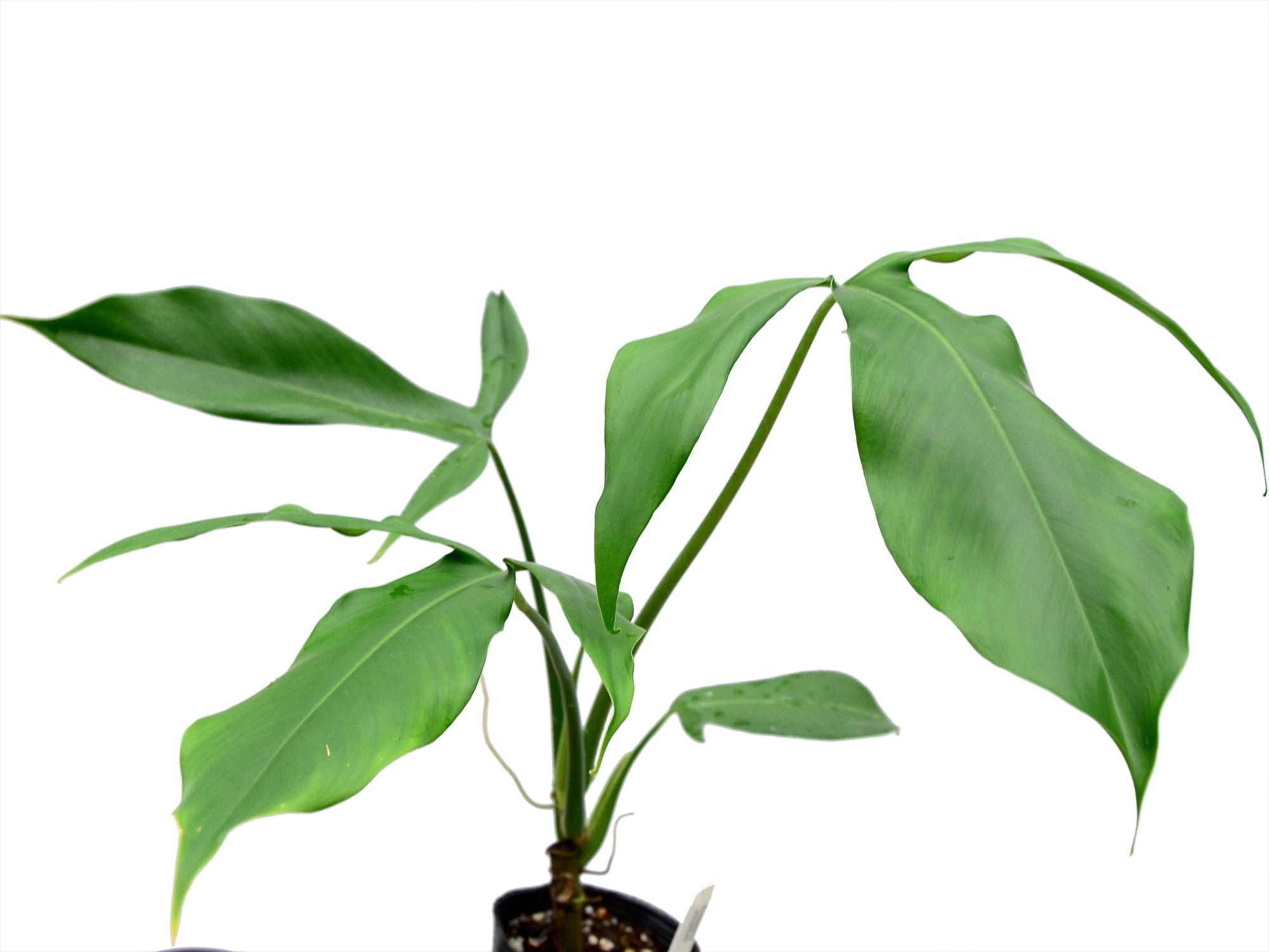 philodendron zebrina Philodendron micranthum — Ecuagenera USA Corp
