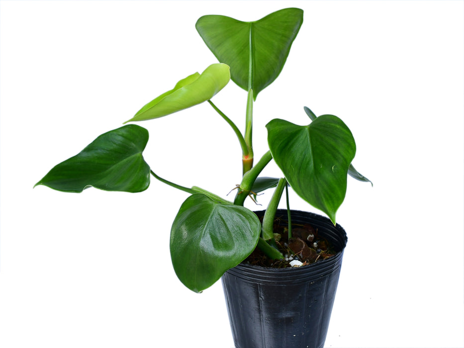 Philodendron microstictum