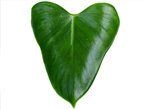 auriculatum philodendron Philodendron microstictum — Ecuagenera USA Corp