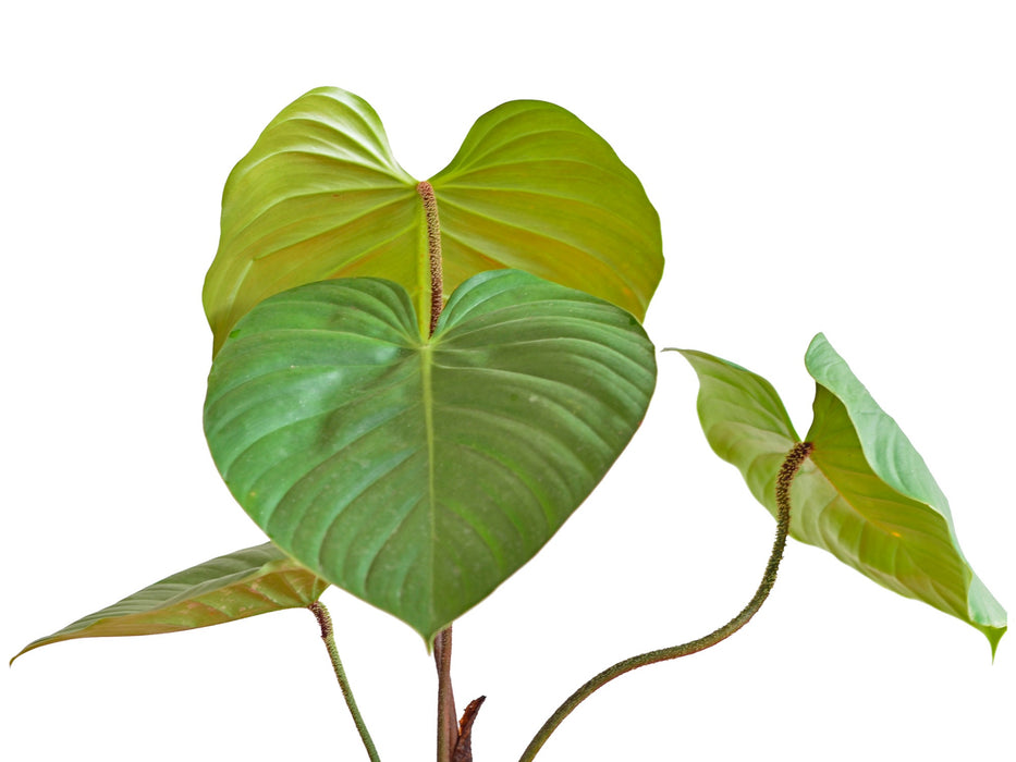 anthurium nangaritense Philodendron nangaritense