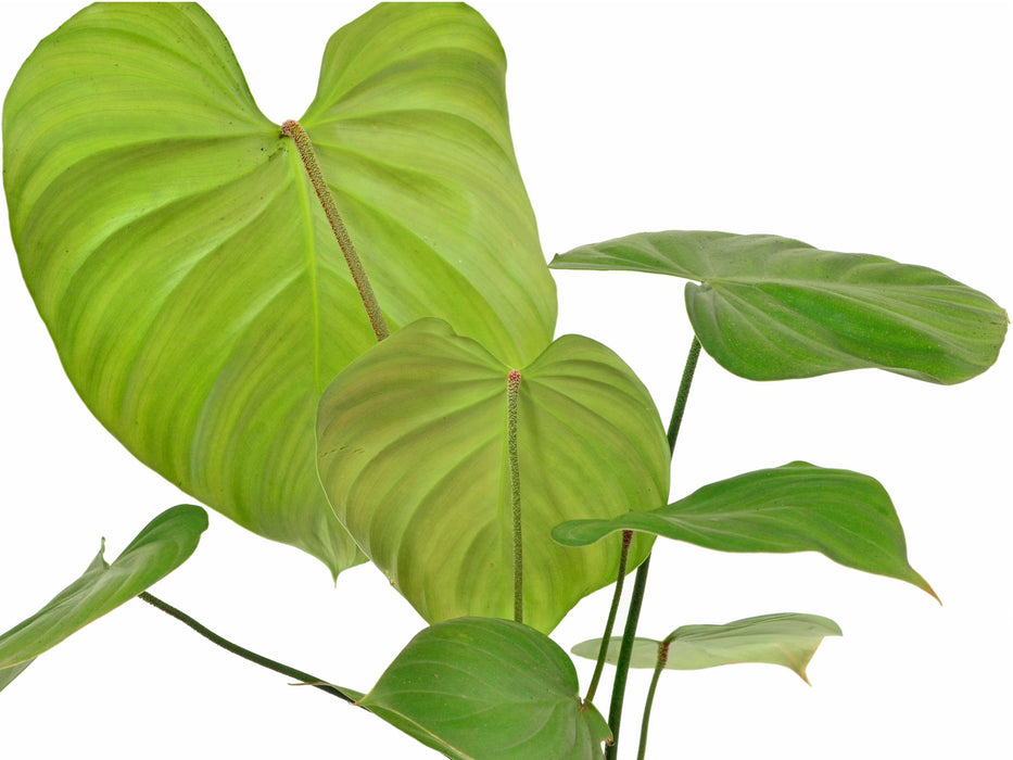 philodendron nangaritense x philodendron werneri Philodendron nangaritense