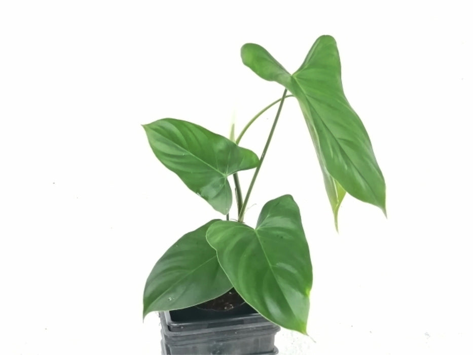 oxapapense philodendron Philodendron oxapampense Fedec