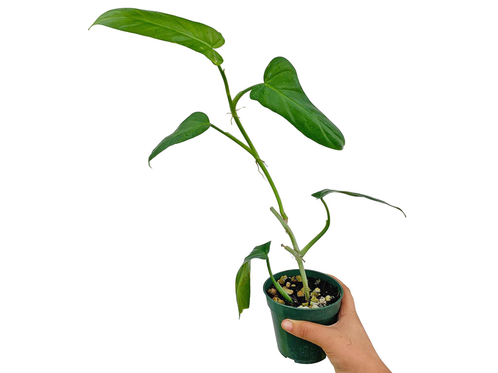 Philodendron oxapapense aff — Ecuagenera USA Corp