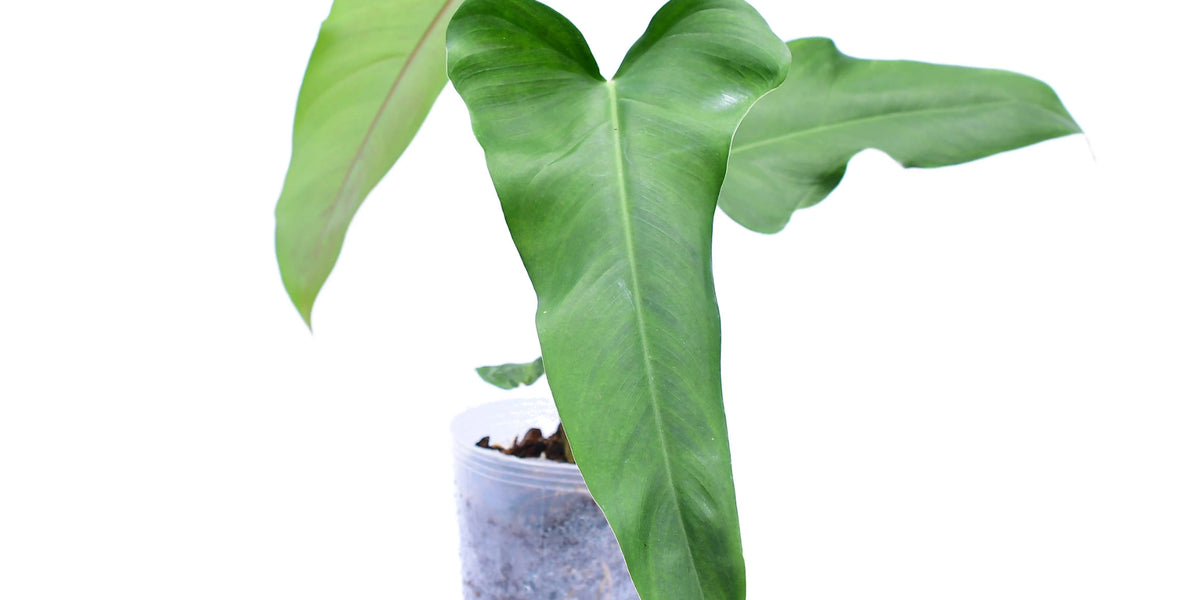 philodendron jose buono origin Philodendron paloraense cf x Philodendron Jose Buono (seedling) —  Ecuagenera USA Corp