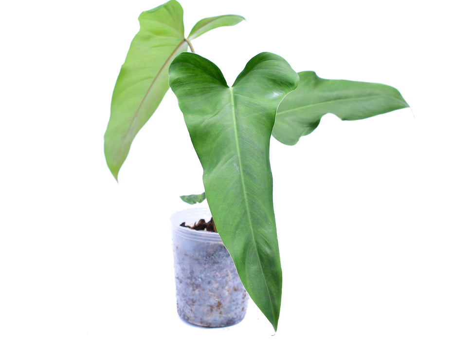 philodendron josebuono Philodendron paloraense cf x Philodendron Jose Buono (seedling)