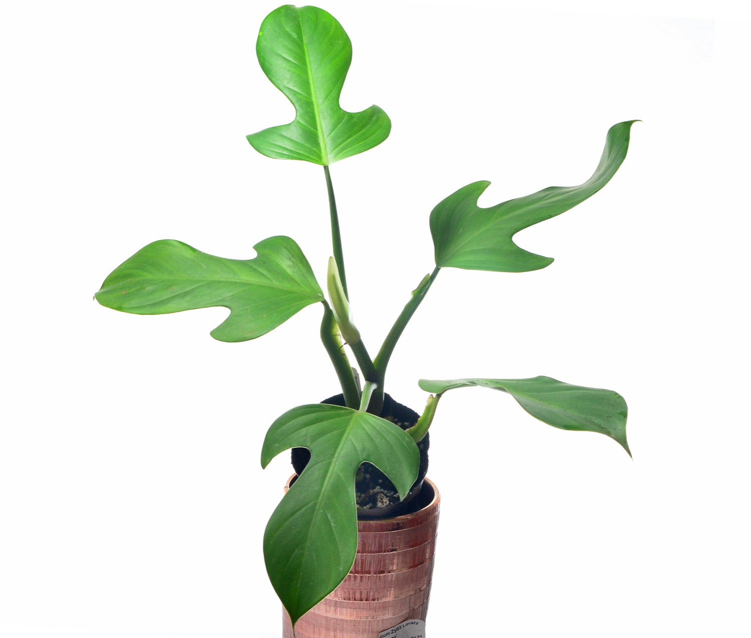 Philodendron panduriforme