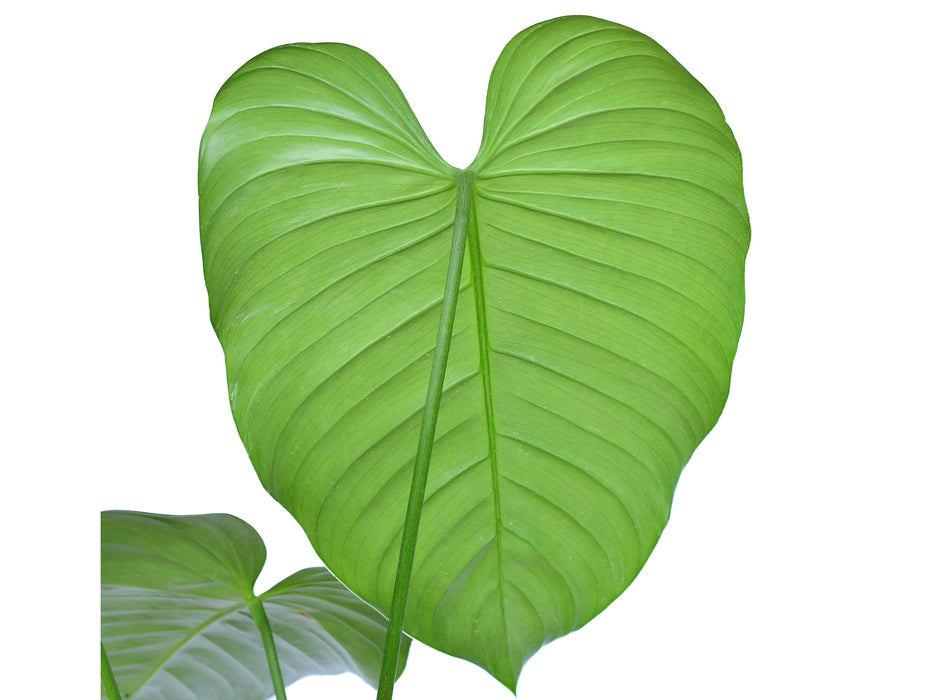 philodendron parvilobum Philodendron parvidactylum — Ecuagenera USA Corp