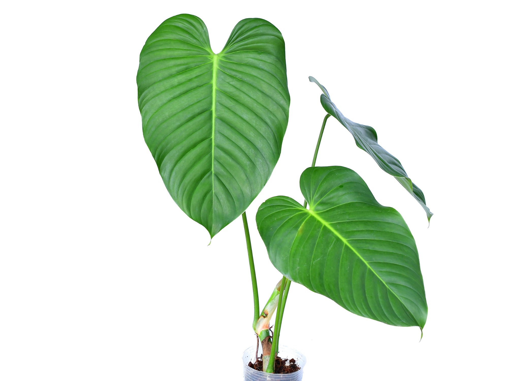 philodendron parvilobum Philodendron parvidactylum — Ecuagenera USA Corp